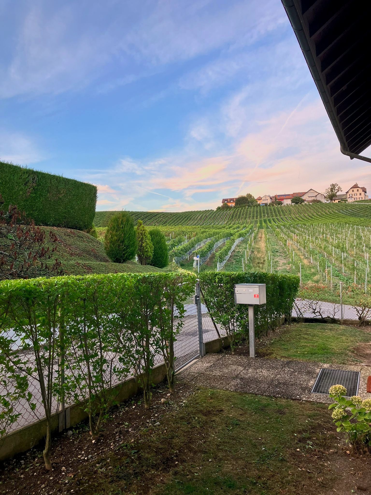 Les vignes à deux pas de la maison